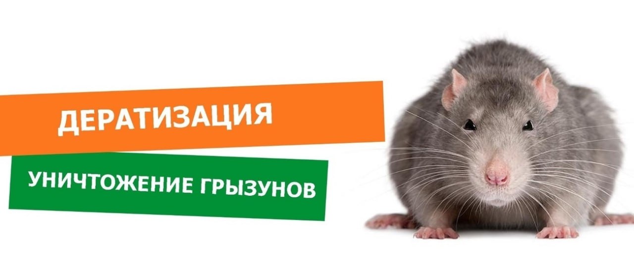 Дератизация.