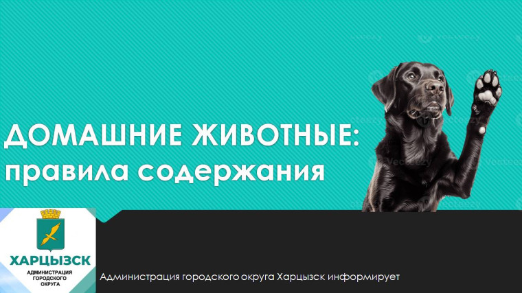 Домашние животные: правила содержания. Домашние животные: правила содержания.